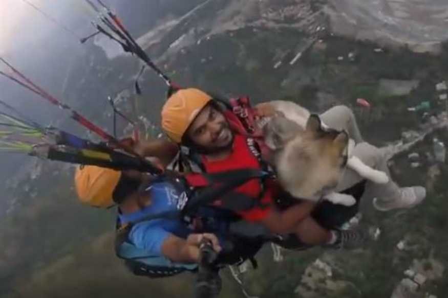 Siberian Husky Paraglides