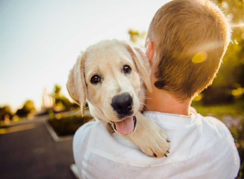 10 Signs will tell you’re ready to have a Puppy or Not!