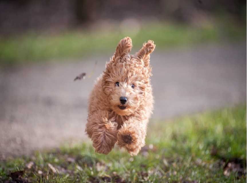 Dog Running