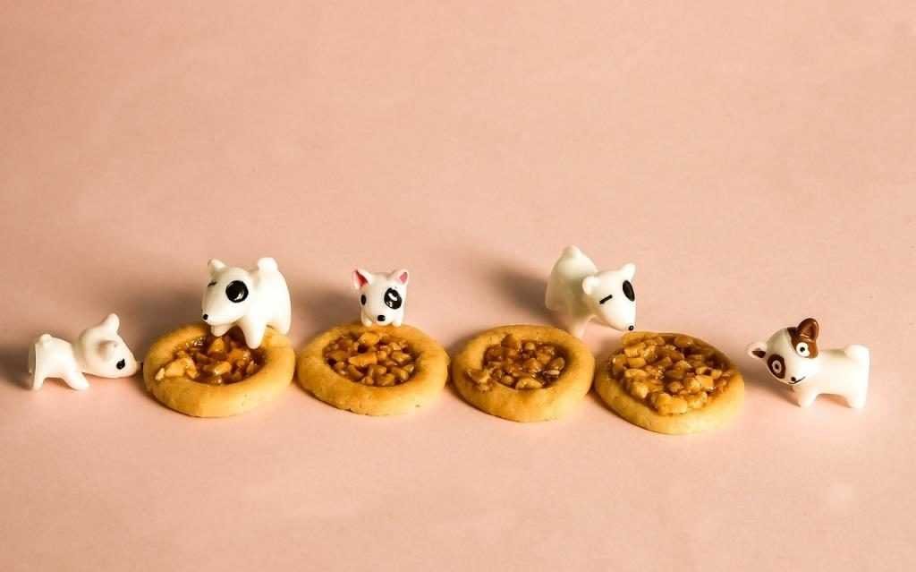 puppy treats 