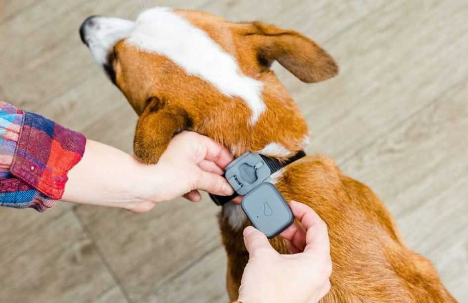 Pet collar