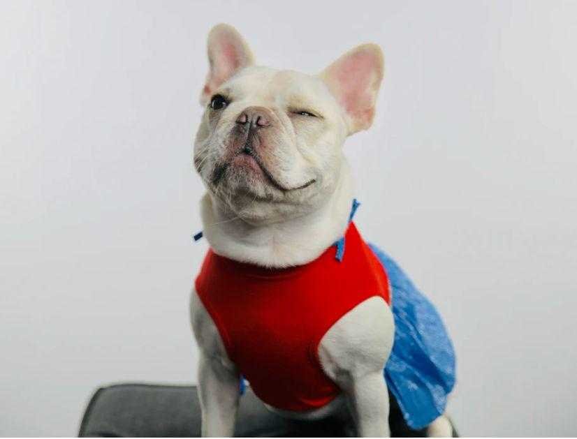 A cute French bulldog winking