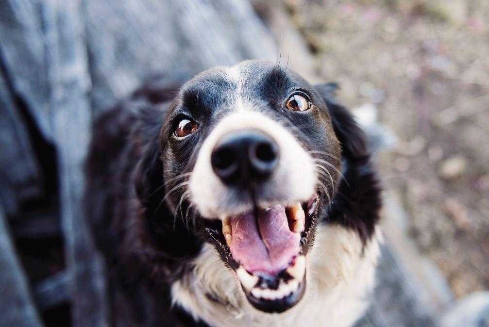 Smiling dog 