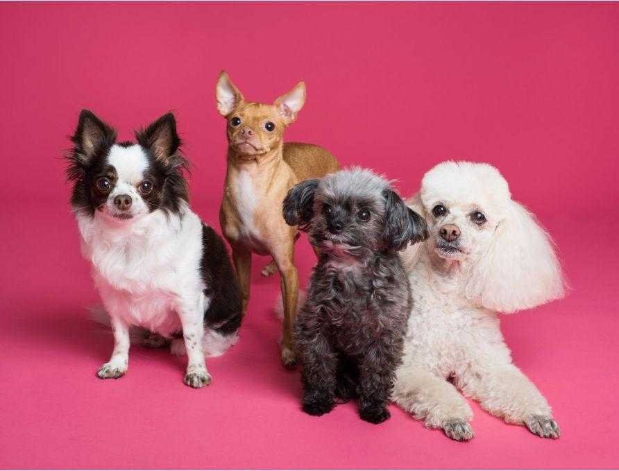 Group of dogs