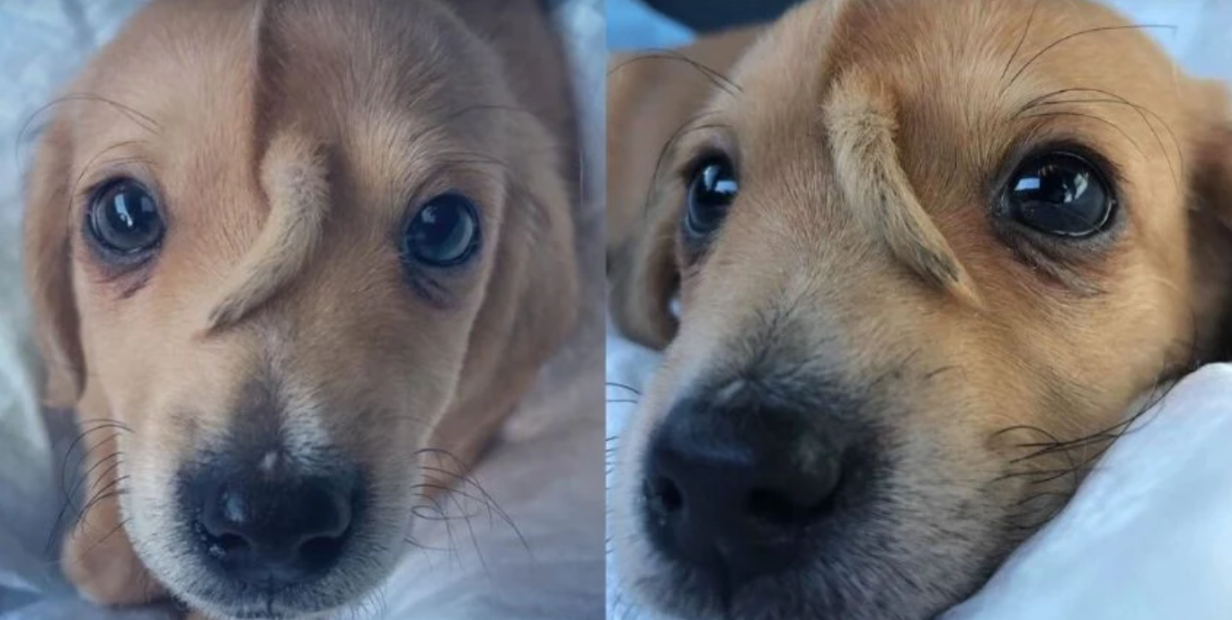 puppy unicorn surprise