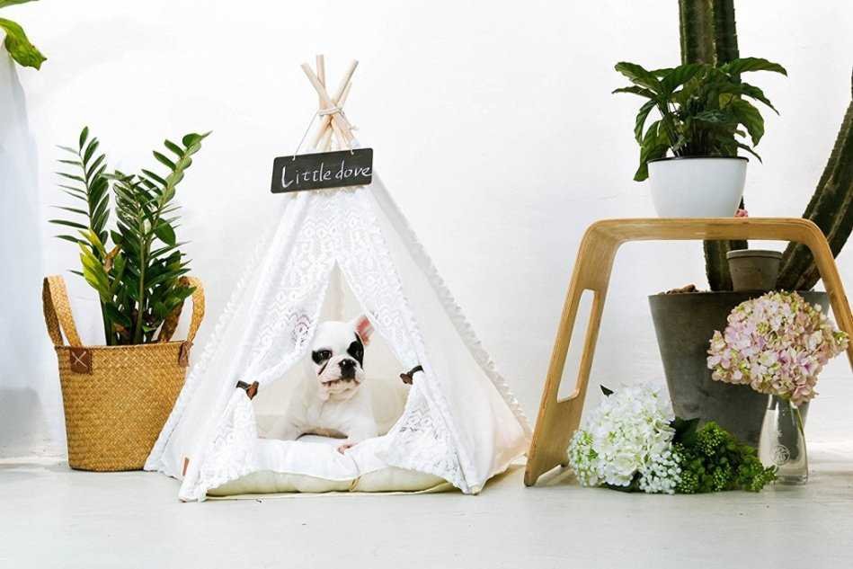 Dog accessories