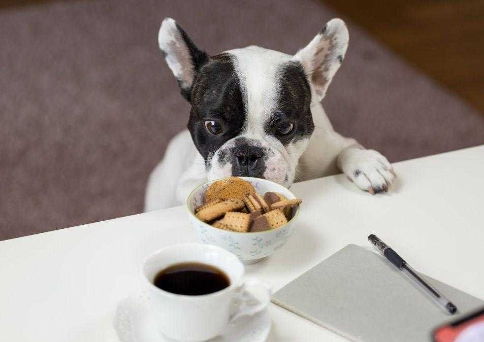 white-and-black-english-bulldog