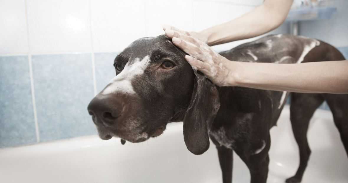 how to make dog hair soft and shiny