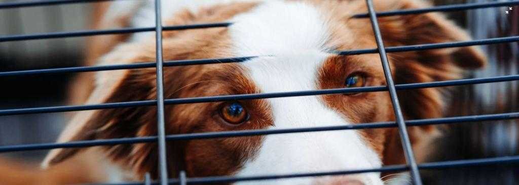 Is it Okay to Keep Your Puppy in a Dog Cage or Crate?