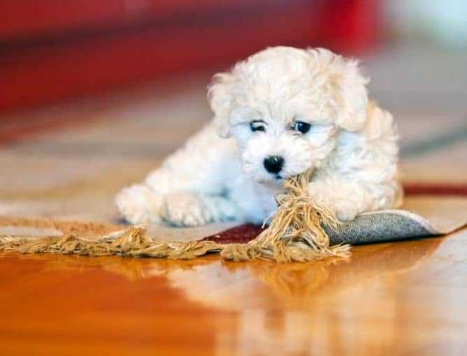 Dog thinking and biting