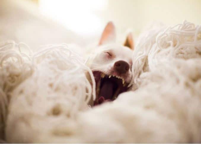 Dog yawning