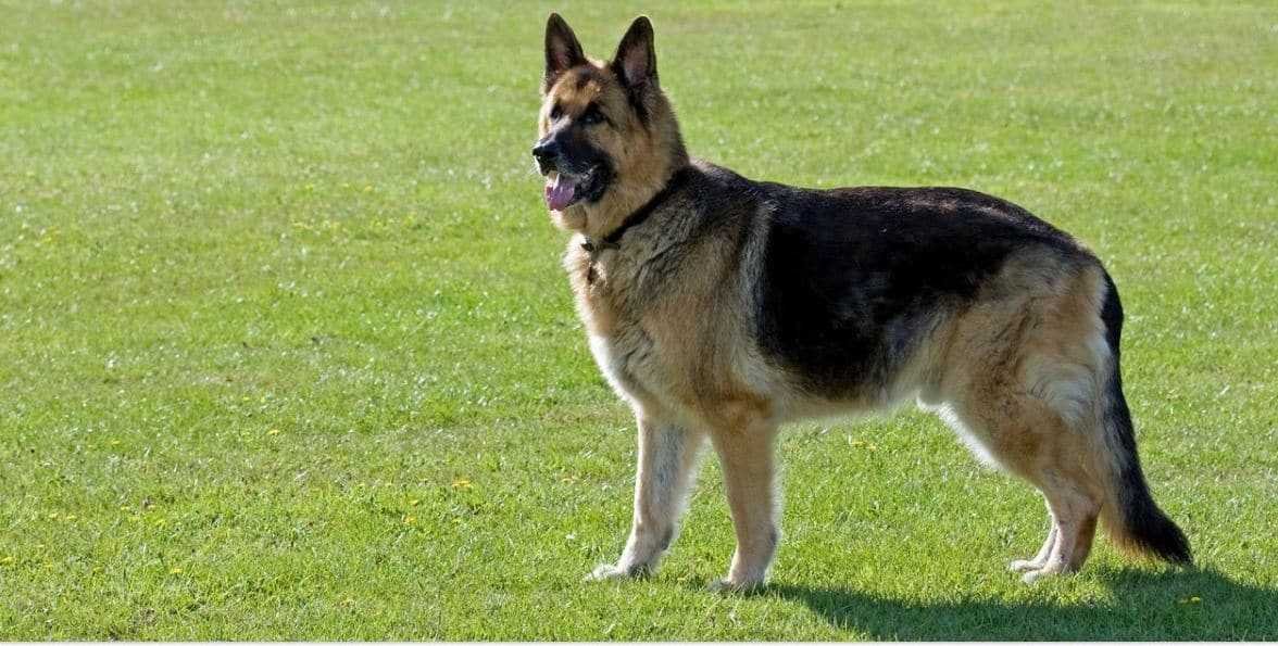 alsatian dog teddy