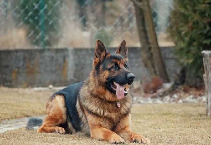 alsatian alsatian dog