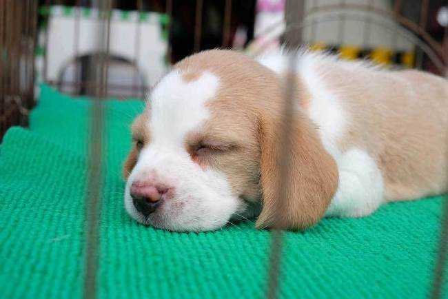 Sleeping puppy in cage