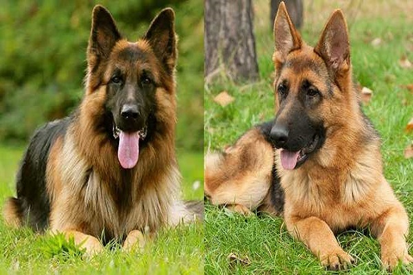 What to know before getting a German Shepherd