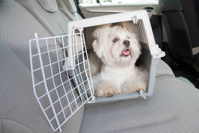 White puppy in cage in car 