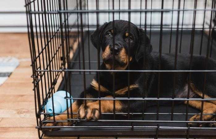 dog in black cage