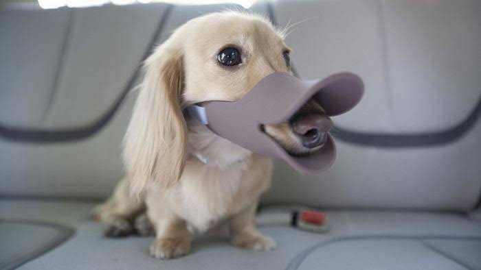 dog accessories