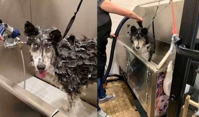 The weird looking husky, Jubliee enjoying her bath time.