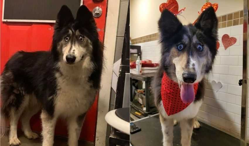 A weird looking husky is now an internet sensation after being rejected