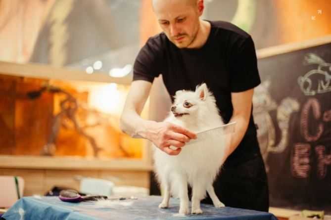 Man brushing a dog