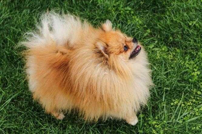 pomeranian dog