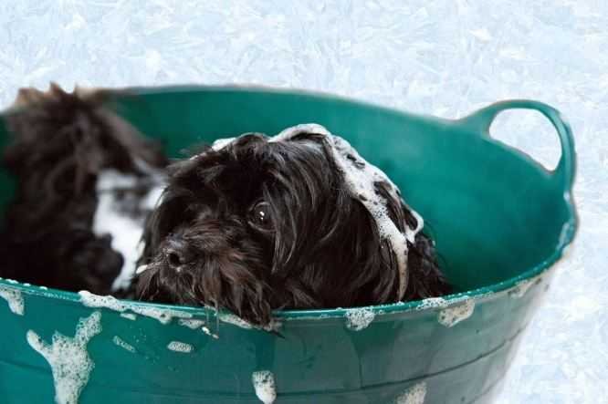 puppy-bath