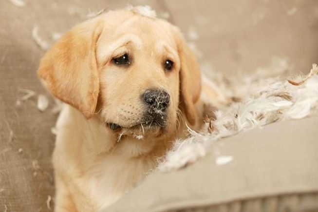 dog playing with pillow 