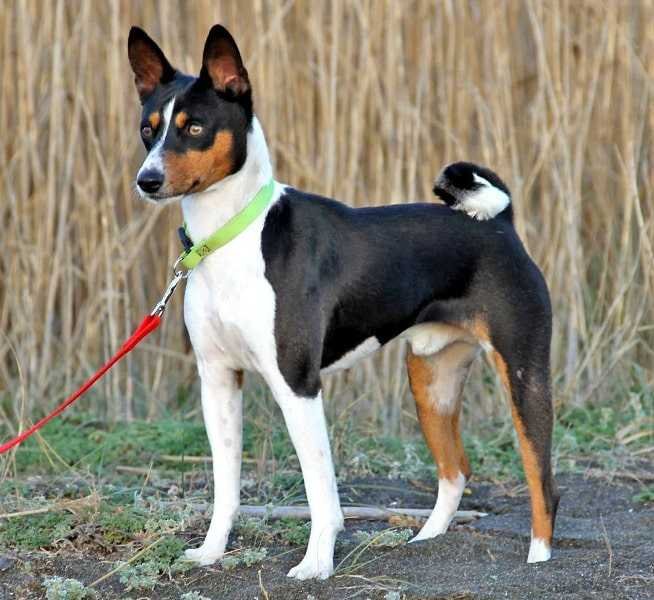 Basenji,_Bronco