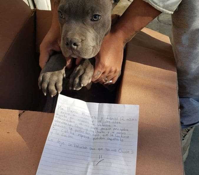 Boy-abandoned-his-puppy-in-a-shelter-to-not-be-mistreated-by-his-father-he-left-a-letter-that-will-bring-him-to-tears-5e4f32d277f60__880