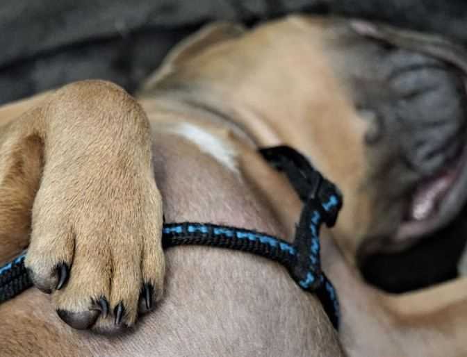 Dog Sleeping showing Nails