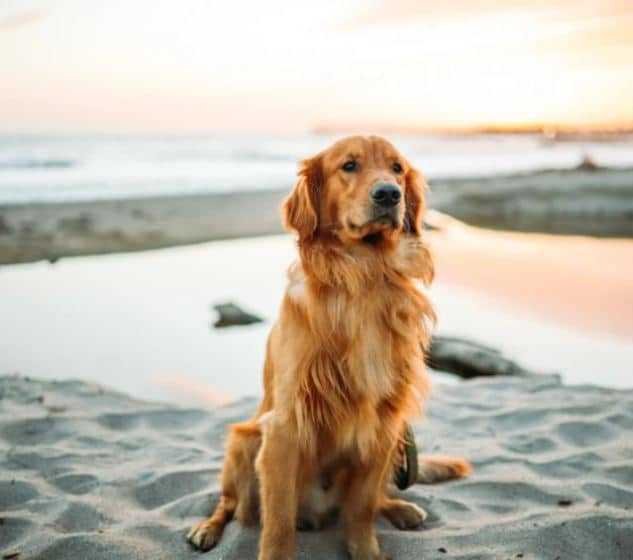 Dog in a beach