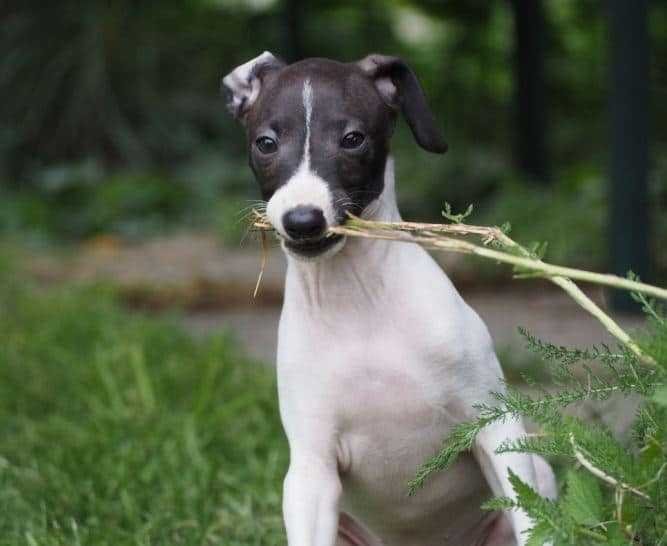 Italian Greyhound Dog