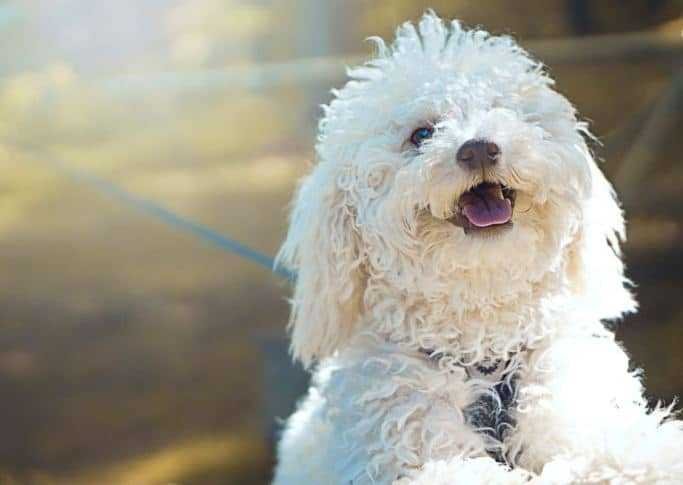 Poodle Dog - Hypoallergenic Dogs Breeds