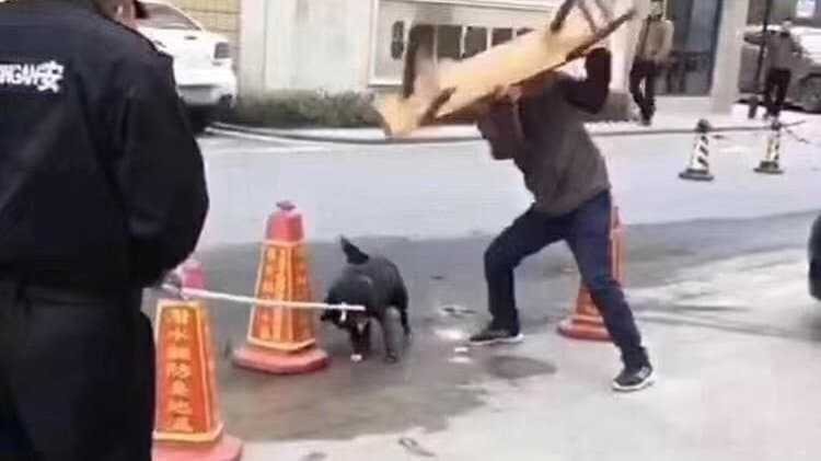 Dog is beaten by Chinese Official