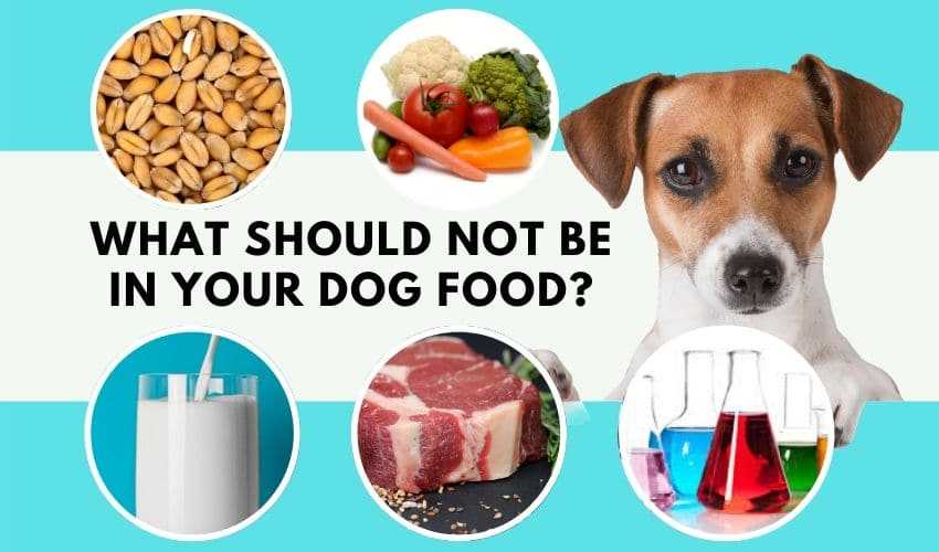 What should not be in your dog food