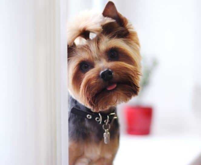 Yorkshire Terrier Dog - Hypoallergenic Dogs Breeds