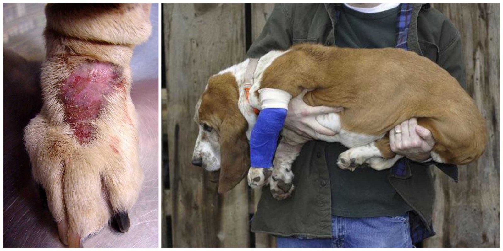 WARNING A Flesheating disease named Alabama Rot is spreading like a