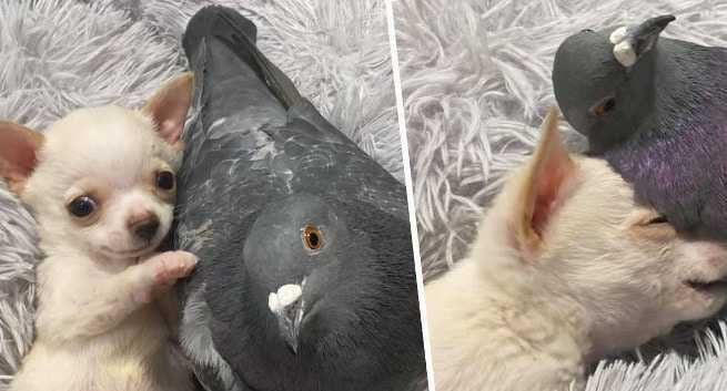 friendship-between-chiuahua-and-pigeon-1