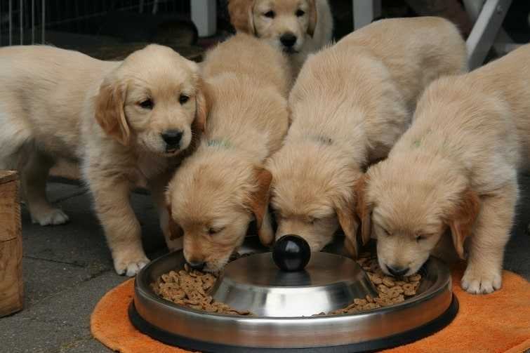 golden-retriever-puppy