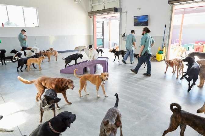 dogs playing