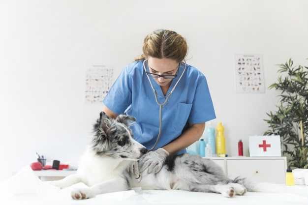 veterinarian-checking-dog