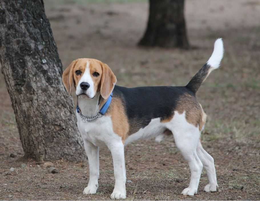 Beagle Dog