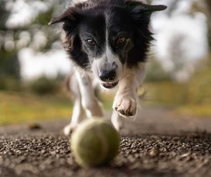 dog playing with a ball