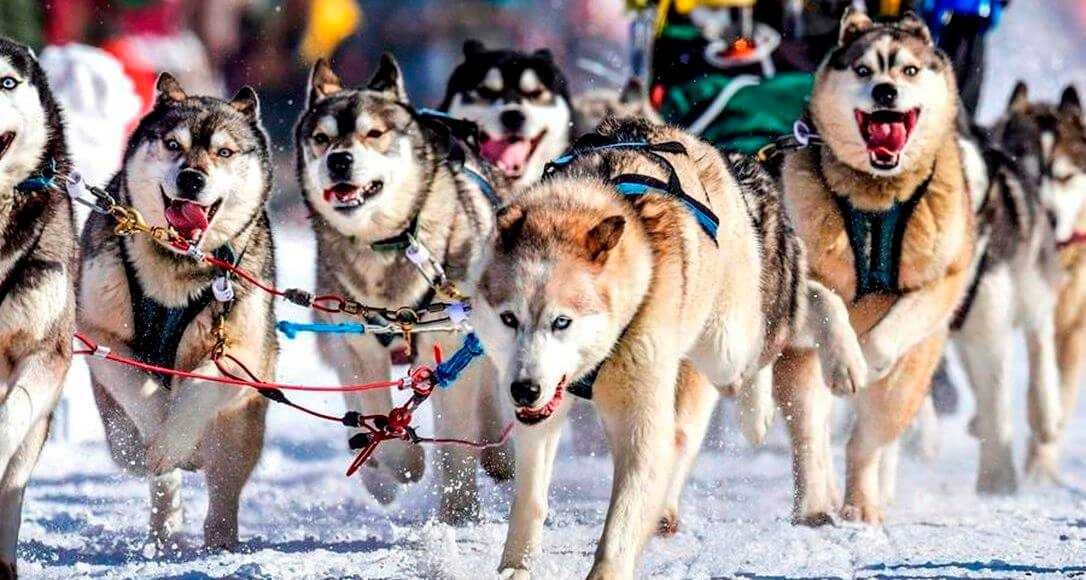 With 32 Seconds to Spare Canadian Wins the 250 Miles Dog Sled Race