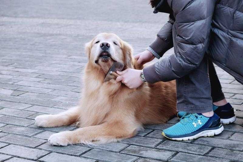 a man brushing the hair of is golden retriever dog on the street.