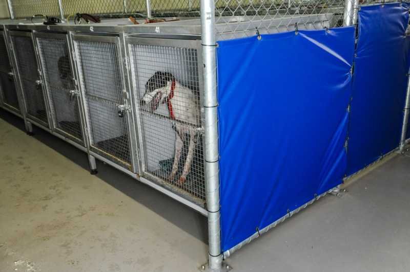 Greyhound kept in cage at Greyhound Racing Victoria