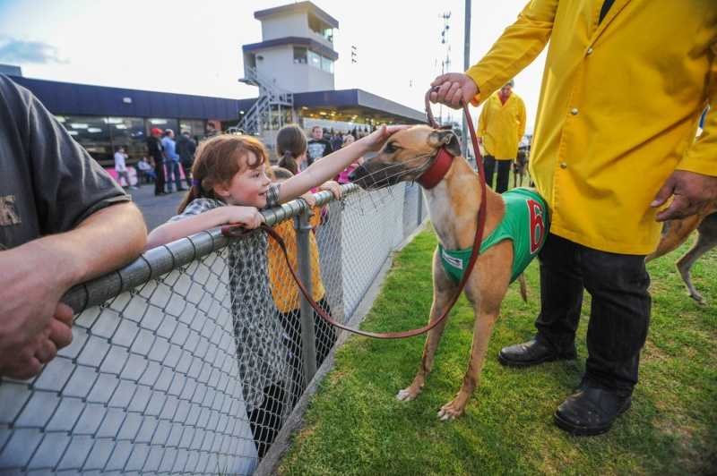 A girl meeting a greyhound during the Parade of Greyhounds at Greyhound Racing in Victoria