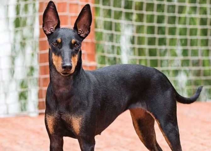 Manchester terrier