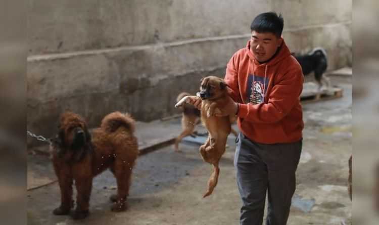 Sick officials in China offer money for slaughtered pets